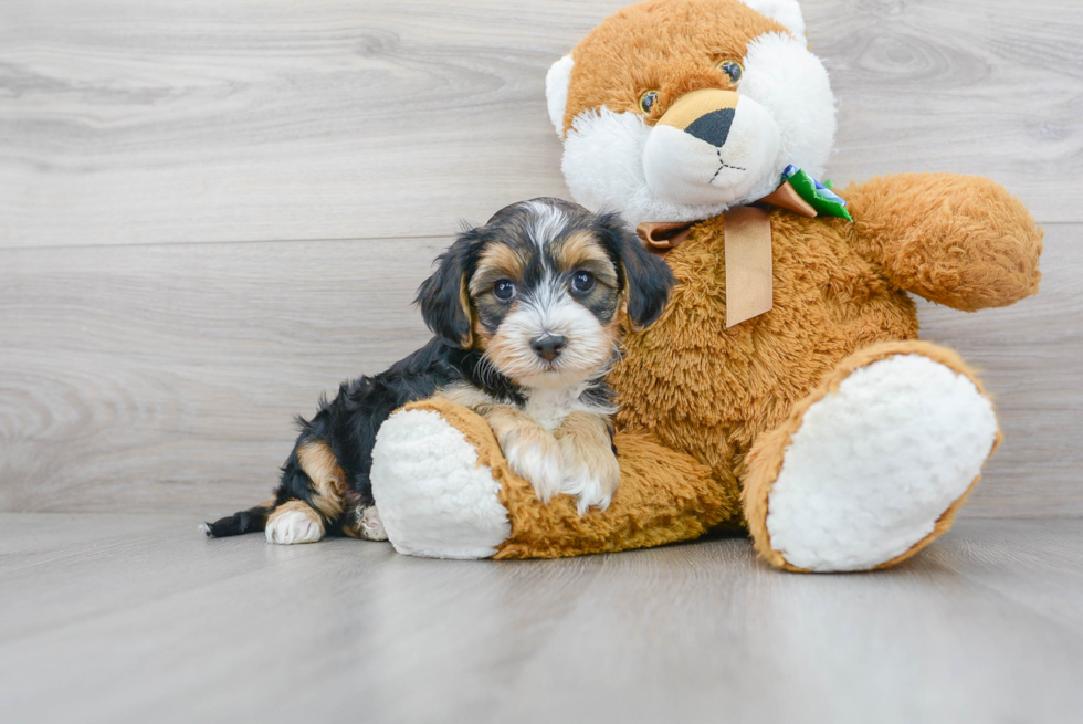 Yorkie Poo Puppy for Adoption