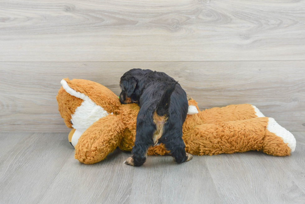 Popular Yorkie Poo Poodle Mix Pup