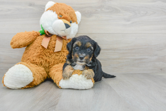 Yorkie Poo Puppy for Adoption