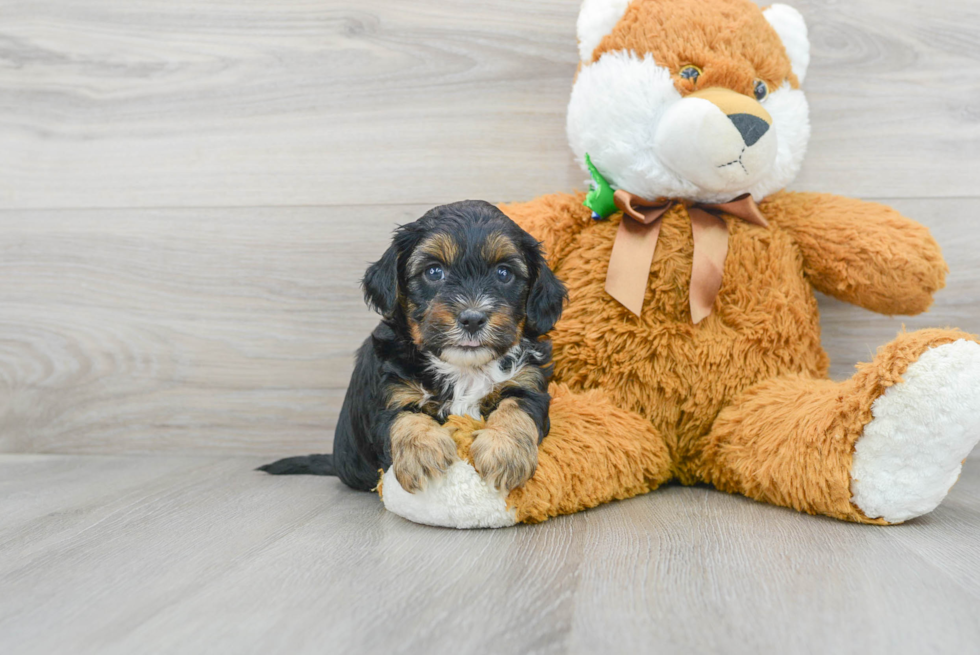 Smart Yorkie Poo Poodle Mix Pup