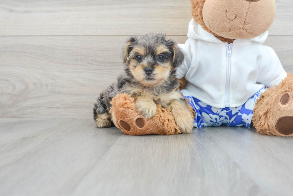 Yorkie Poo Pup Being Cute