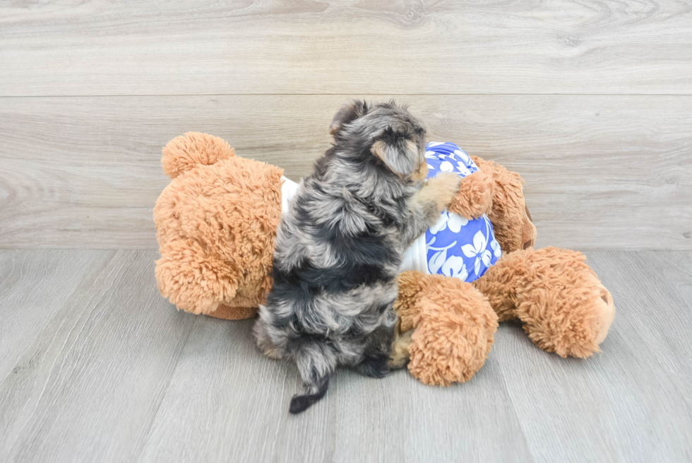 Hypoallergenic Yorkie Doodle Poodle Mix Puppy