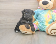 7 week old Yorkie Poo Puppy For Sale - Premier Pups