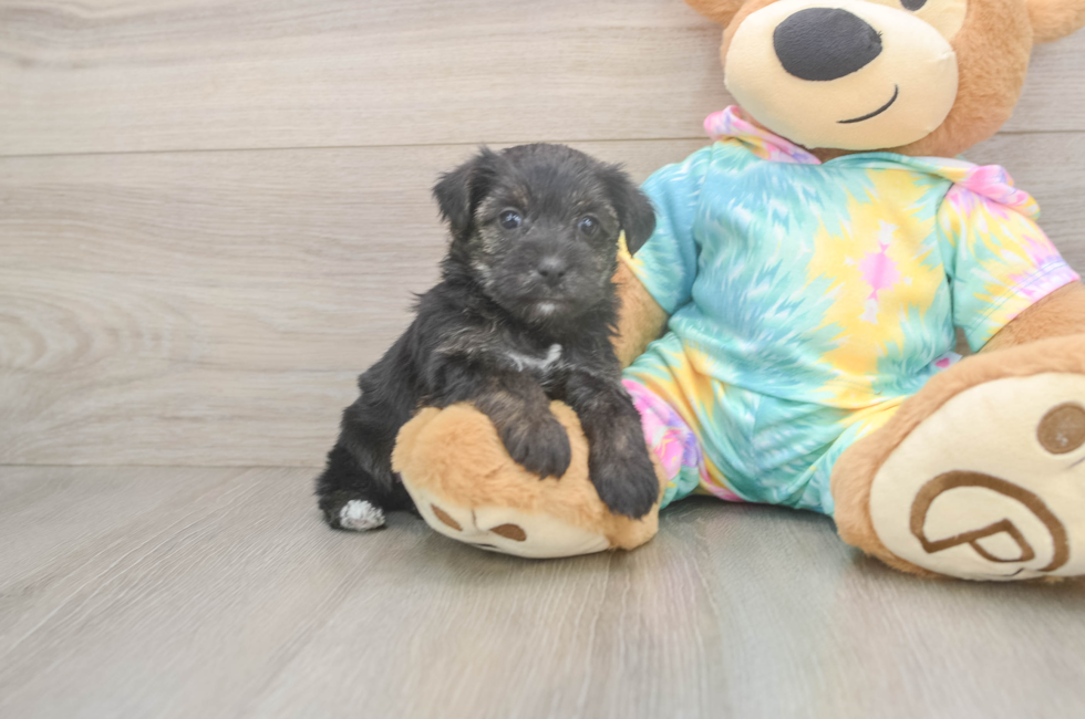 5 week old Yorkie Poo Puppy For Sale - Premier Pups
