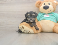 6 week old Yorkie Poo Puppy For Sale - Premier Pups