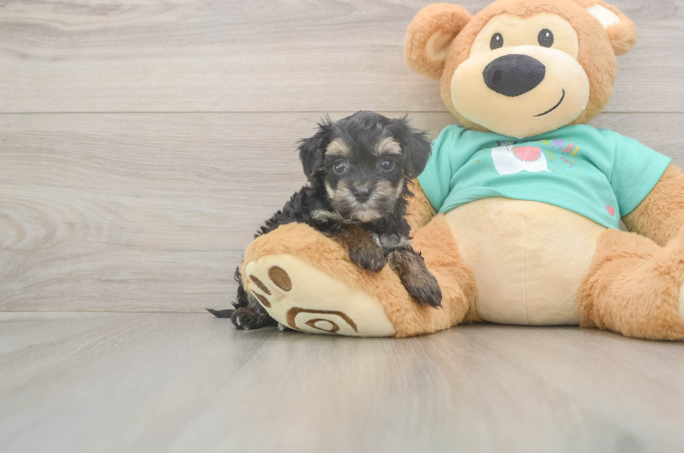 5 week old Yorkie Poo Puppy For Sale - Premier Pups