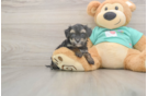 Meet Gina - our Yorkie Poo Puppy Photo  1/3 - Premier Pups Best Yorkie Poo Baby