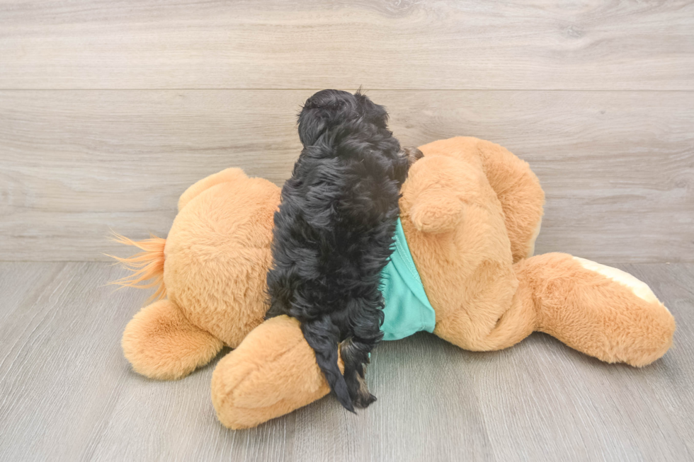 Meet Gina - our Yorkie Poo Puppy Photo  3/3 - Premier Pups Yorkie Poo Pup Being Cute