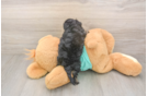 Meet Gina - our Yorkie Poo Puppy Photo  3/3 - Premier Pups Yorkie Poo Pup Being Cute