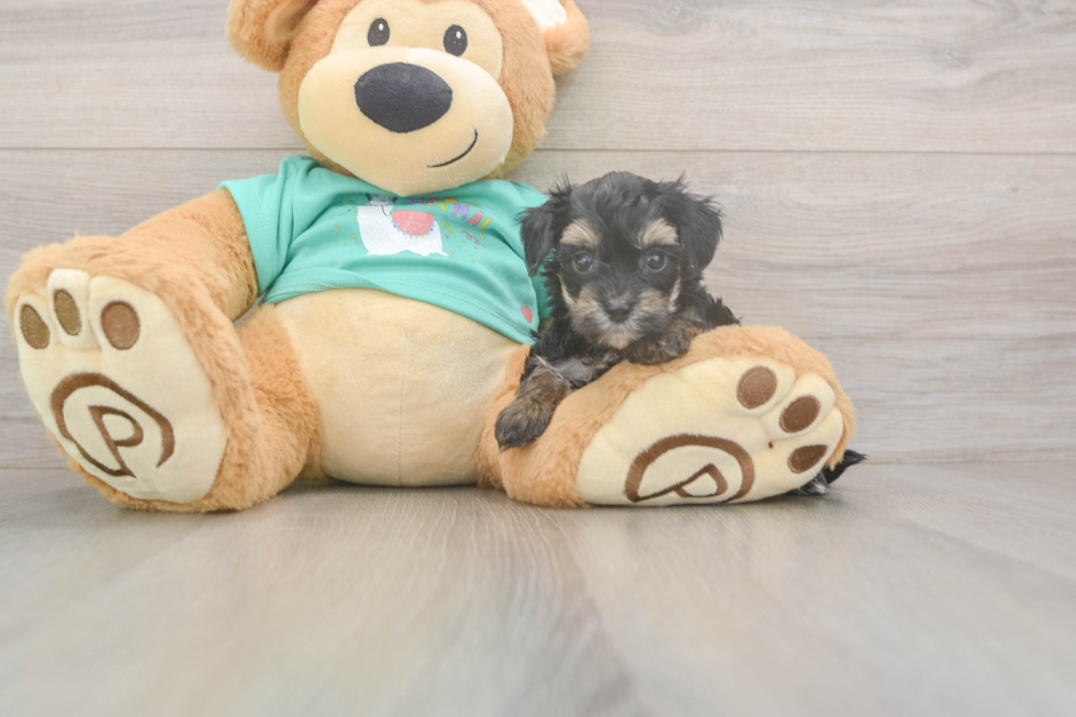 Meet Gina - our Yorkie Poo Puppy Photo  2/3 - Premier Pups Yorkie Poo Puppy for Adoption