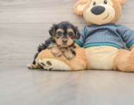 8 week old Yorkie Poo Puppy For Sale - Premier Pups