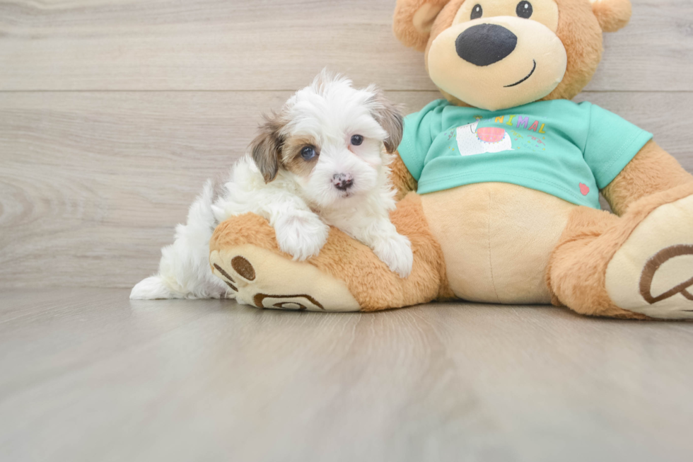 Petite Yorkie Poo Poodle Mix Pup