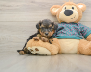 8 week old Yorkie Poo Puppy For Sale - Premier Pups