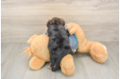 Little Yorkie Poodle Mix Poodle Mix Puppy