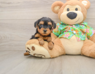 7 week old Yorkie Poo Puppy For Sale - Premier Pups