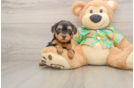 Little Yorkie Poodle Mix Poodle Mix Puppy