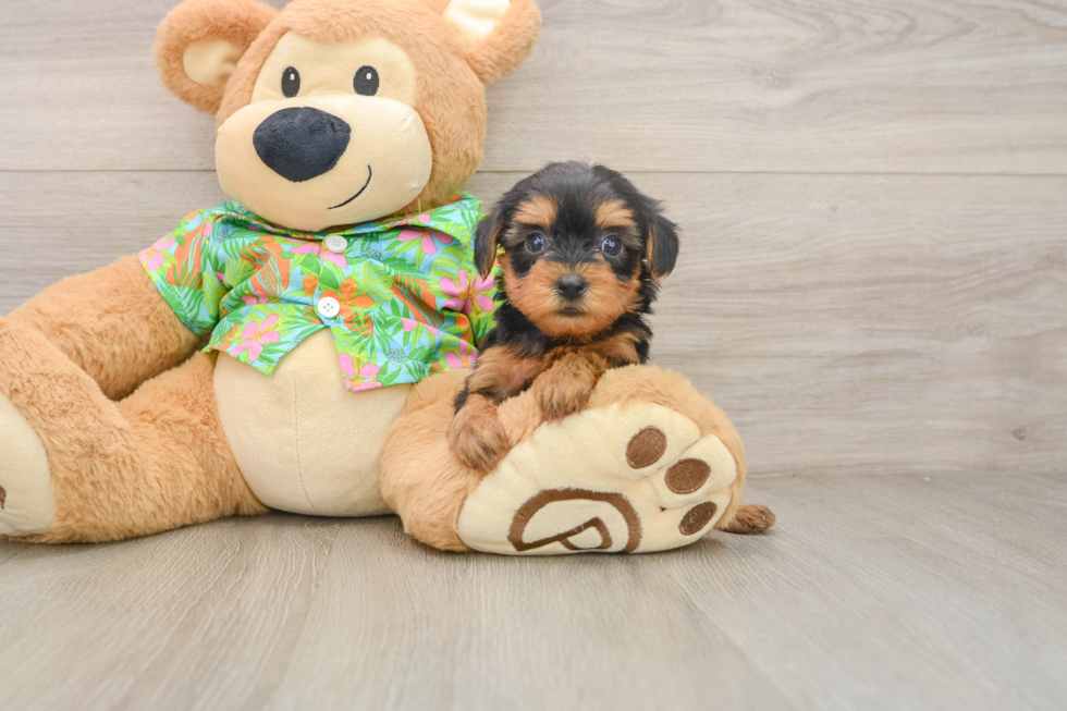 Small Yorkie Poo Baby