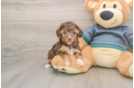 Fluffy Yorkie Poo Poodle Mix Pup