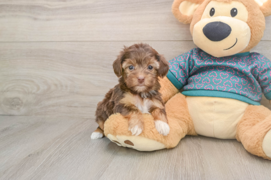 Fluffy Yorkie Poo Poodle Mix Pup