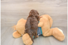 Happy Yorkie Poo Baby