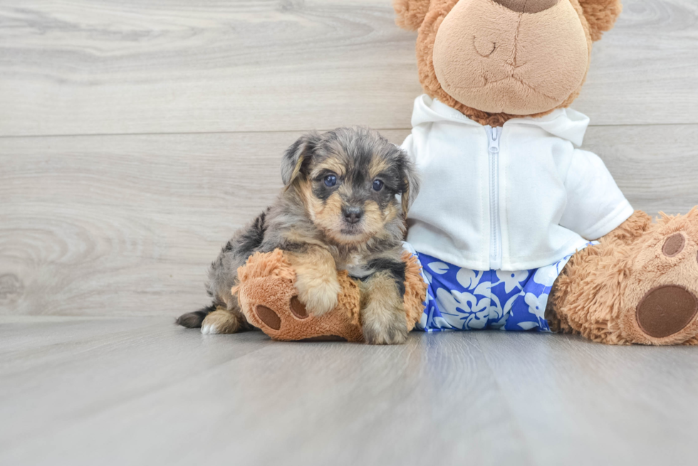 Yorkie Poo Puppy for Adoption