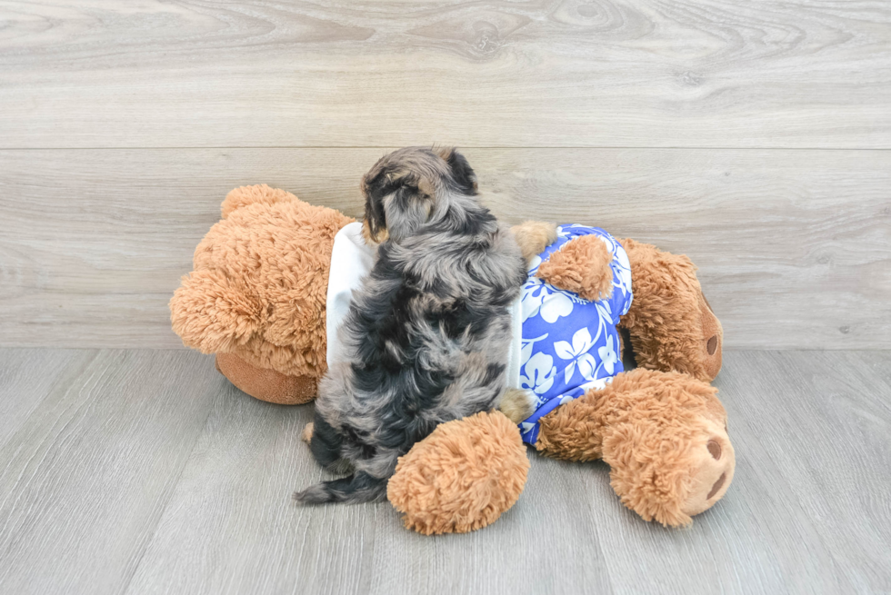 Popular Yorkie Poo Poodle Mix Pup