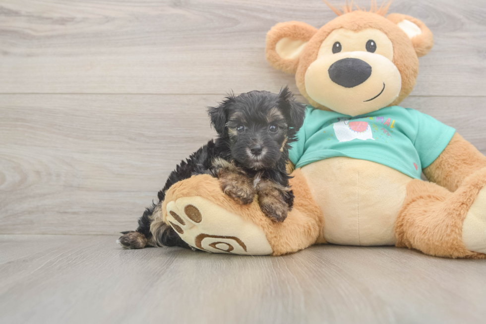 Meet Giselle - our Yorkie Poo Puppy Photo  2/3 - Premier Pups Yorkie Poo Puppy for Adoption