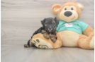 Meet Giselle - our Yorkie Poo Puppy Photo  2/3 - Premier Pups Yorkie Poo Puppy for Adoption