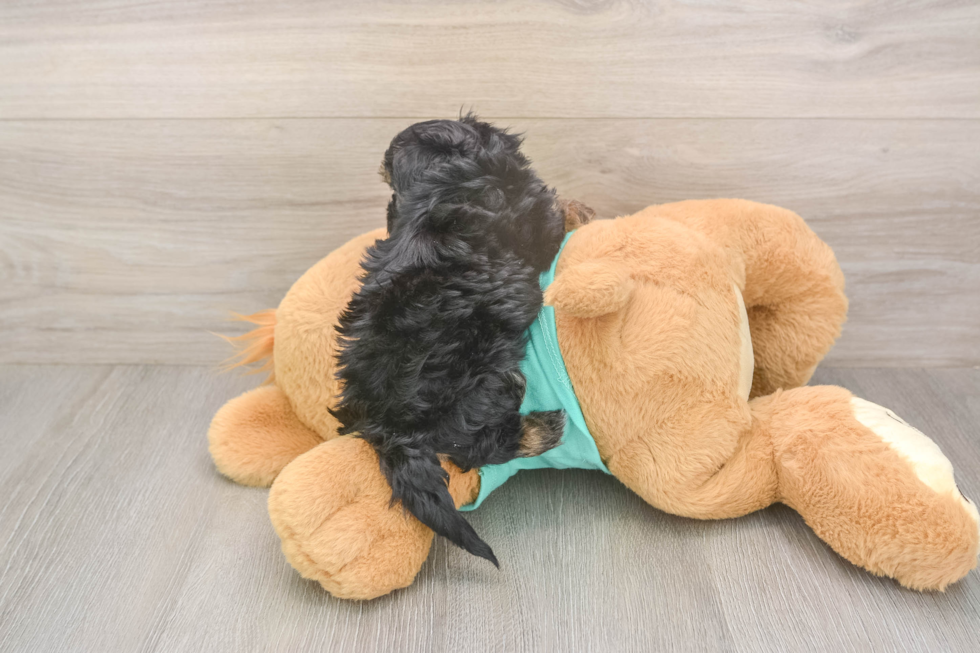 Meet Giselle - our Yorkie Poo Puppy Photo  3/3 - Premier Pups Smart Yorkie Poo Poodle Mix Pup