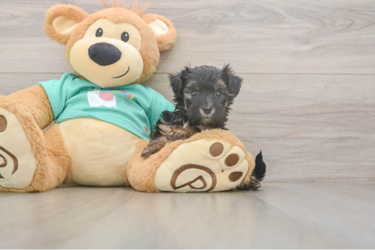 Little Yorkie Poodle Mix Poodle Mix Puppy