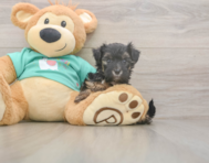 9 week old Yorkie Poo Puppy For Sale - Premier Pups