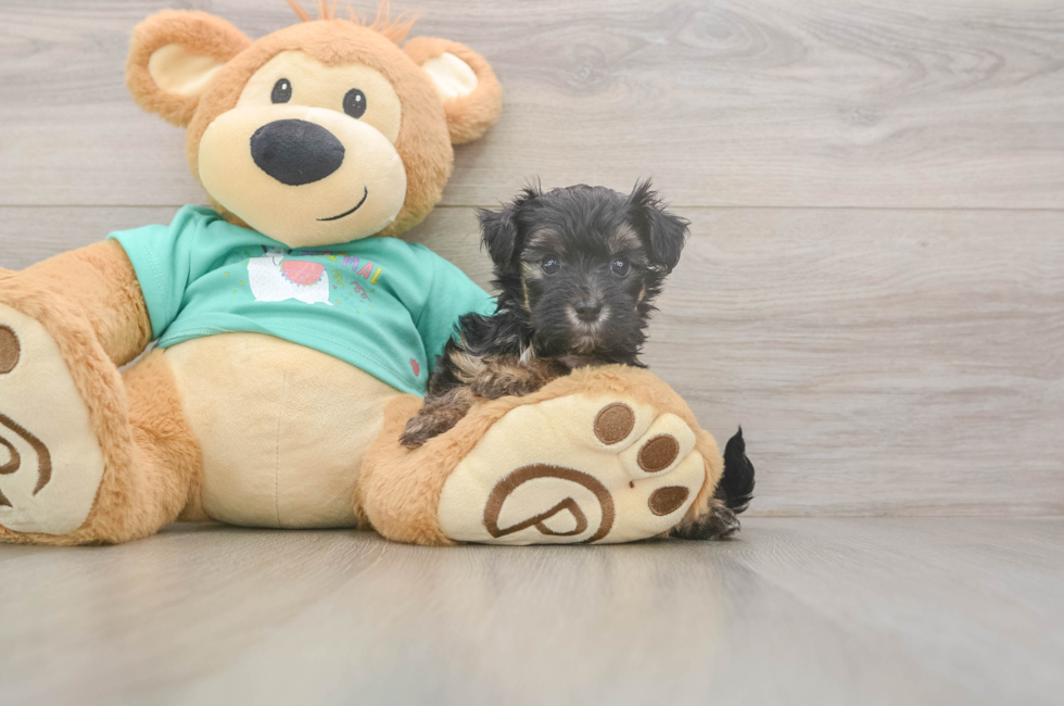 5 week old Yorkie Poo Puppy For Sale - Premier Pups