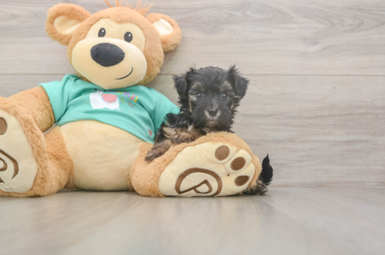 Little Yorkie Poodle Mix Poodle Mix Puppy