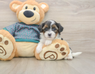8 week old Yorkie Poo Puppy For Sale - Premier Pups