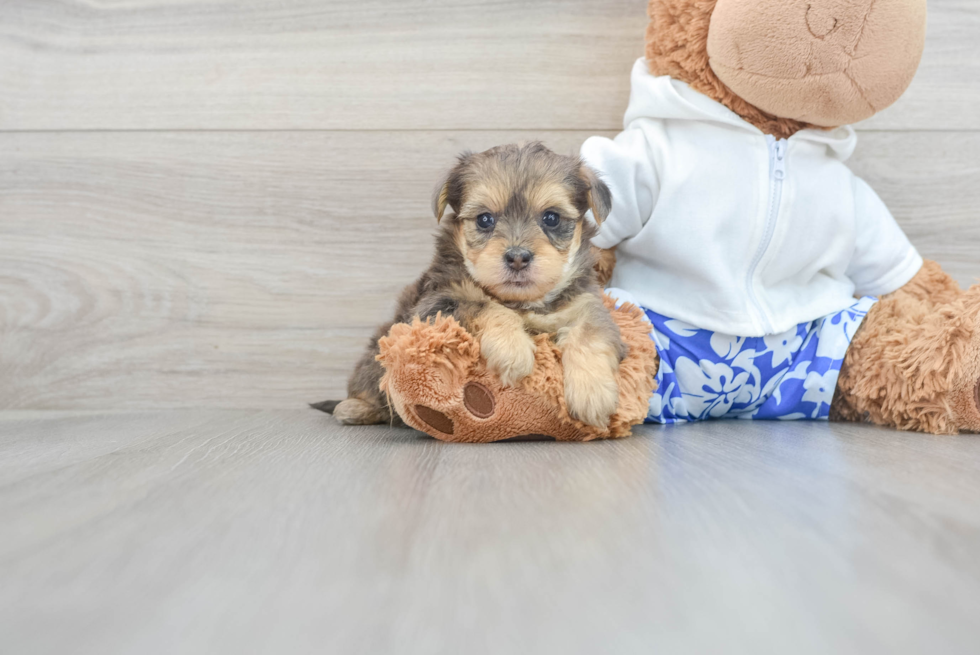 Sweet Yorkie Poo Baby