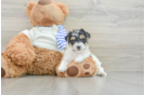 Popular Yorkie Poo Poodle Mix Pup