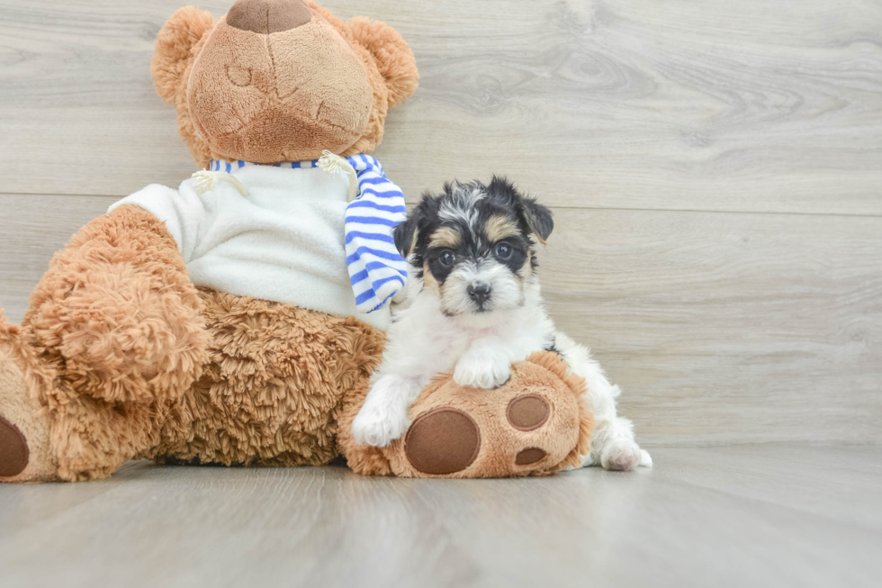 Popular Yorkie Poo Poodle Mix Pup