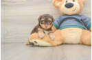 Small Yorkie Poo Baby