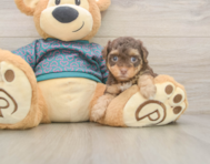 7 week old Yorkie Poo Puppy For Sale - Premier Pups
