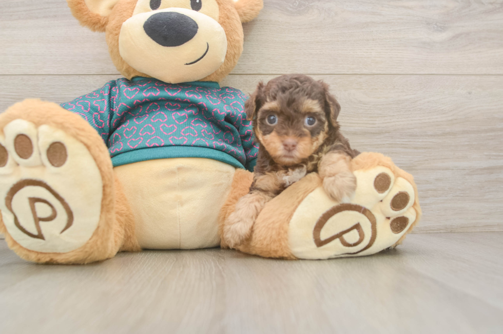 5 week old Yorkie Poo Puppy For Sale - Premier Pups