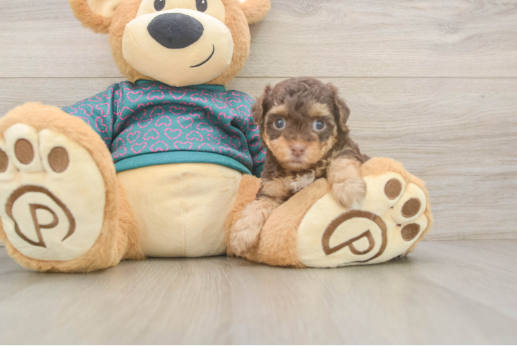 Meet Goldie - our Yorkie Poo Puppy Photo  1/3 - Premier Pups Funny Yorkie Poo Poodle Mix Pup