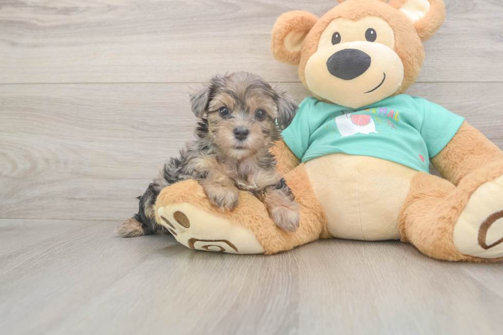 Meet Goldie - our Yorkie Poo Puppy Photo  2/3 - Premier Pups Friendly Yorkie Poo Baby