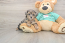Meet Goldie - our Yorkie Poo Puppy Photo  2/3 - Premier Pups Friendly Yorkie Poo Baby