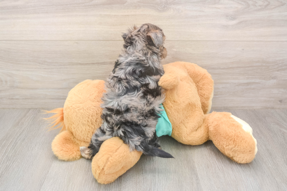 Meet Goldie - our Yorkie Poo Puppy Photo  3/3 - Premier Pups Sweet Yorkie Poo Baby