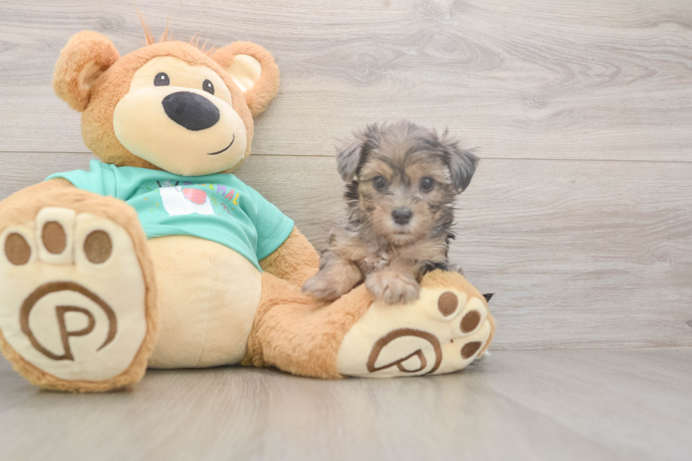 Meet Goldie - our Yorkie Poo Puppy Photo  1/3 - Premier Pups Best Yorkie Poo Baby