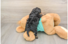Yorkie Poo Pup Being Cute