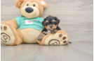 Yorkie Poo Puppy for Adoption