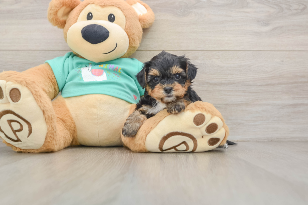Yorkie Poo Puppy for Adoption