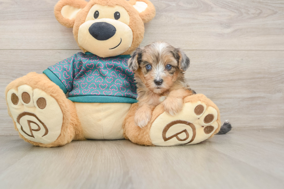 Playful Yo Yo Poo Poodle Mix Puppy