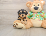 7 week old Yorkie Poo Puppy For Sale - Premier Pups